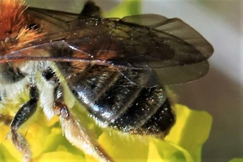 Andrena helvola